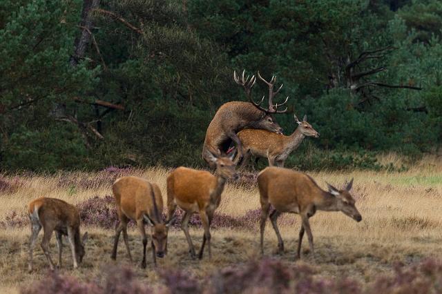 42 Hoge Veluwe, edelherten.jpg